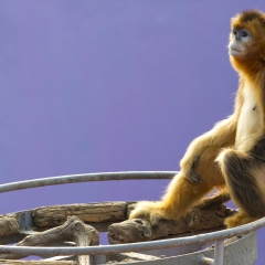 西霞口野生动物园里的猴子_13382