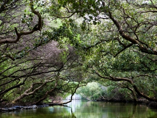 四草水上绿色隧道