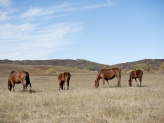 克什克腾大草原