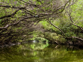 四草水上绿色隧道