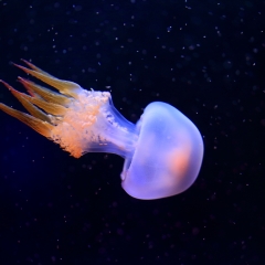 山东烟台鲸鲨馆水母_9397