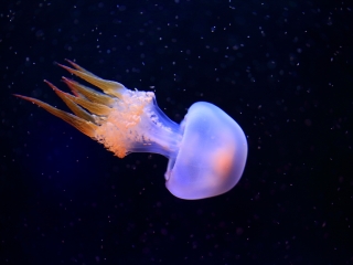 烟台海昌鲸鲨馆