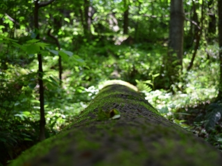 波尔登森林公园