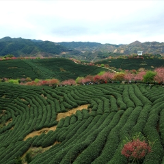永福樱花茶园_15090