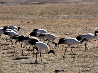 大山包黑颈鹤保护区