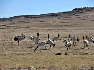 大山包黑颈鹤保护区