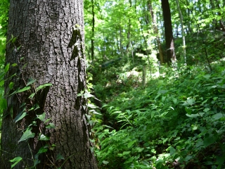 波尔登森林公园