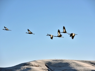 大山包黑颈鹤保护区