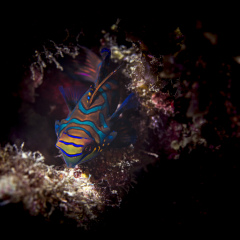 Mandarin fish (Synchiropus splendidus), Malapascua