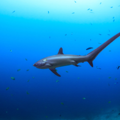 View from the side of a big Thresher shark in Malapascua, Philippines