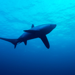 Single thresher shark swimming under water surface above cleaning station. Monad Shoal, Malapascua, Philippines.