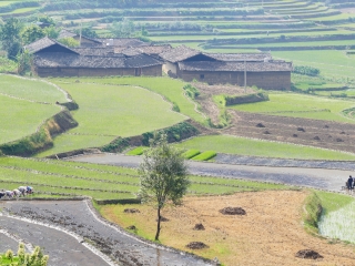 元阳哈尼梯田
