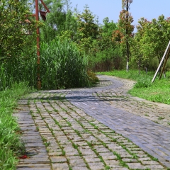 洋湖湿地公园路面风光_9484