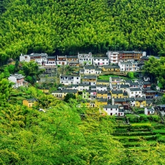 安徽黄山木坑竹海_19465