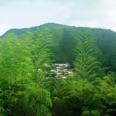 安徽省黄山市木坑竹海_19468