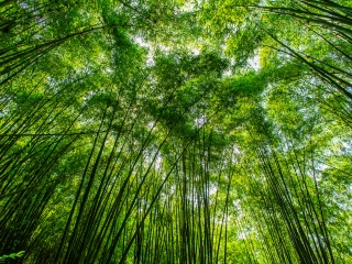川西竹海峡谷自然景区（金鸡谷）