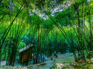 川西竹海峡谷自然景区（金鸡谷）