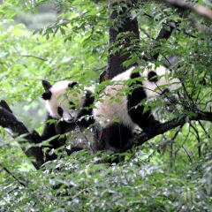 动物类：熊猫_21293