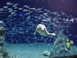花莲远雄海洋公园