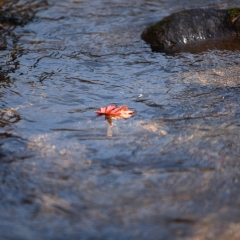 洋湖沟的溪流秋色枫叶_21776