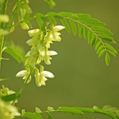 白银黄芪_150_239