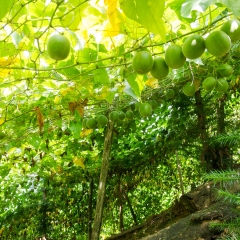 南宁罗汉果_2246_4888