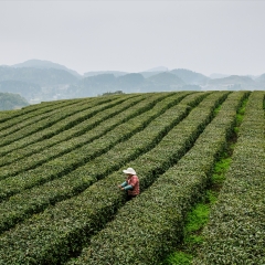 贵阳贵阳茶叶_3224_8591