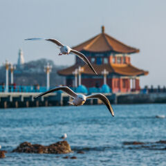Zhanqiao pier and seagulls on Qingdao Bay