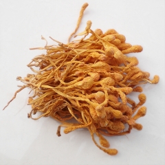 拉萨冬虫夏草_2093_4521