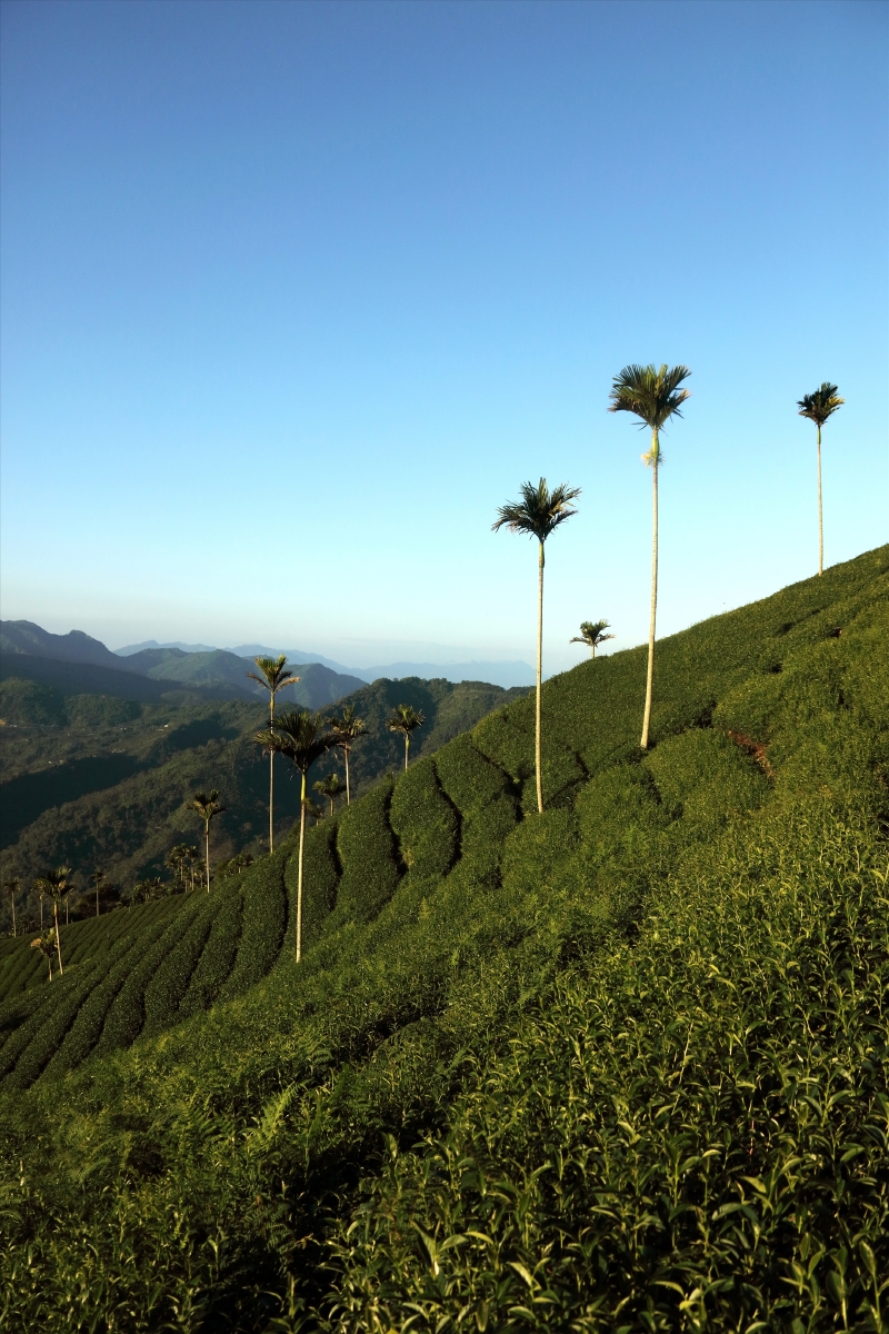北京台湾环岛8日7晚 直飞+3晚5花+赠送日月潭