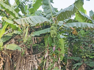 布琼布拉城市省