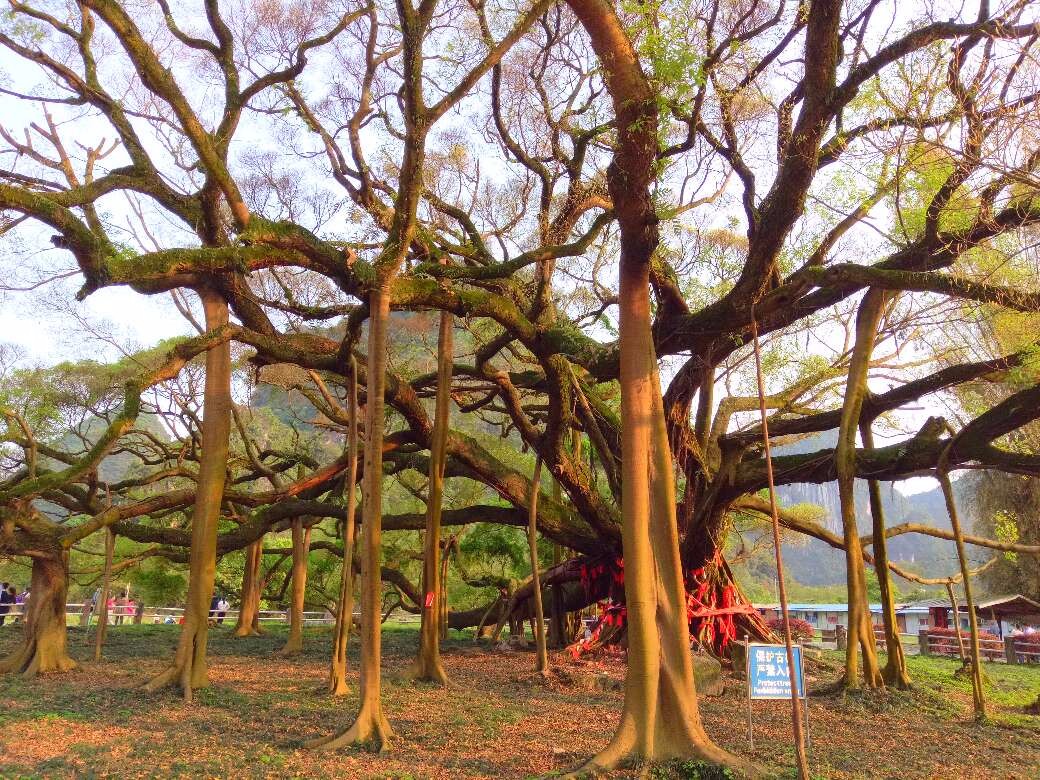 因拍摄刘三姐而出名——大榕树