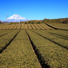 富士宫静冈茶_3837_11887
