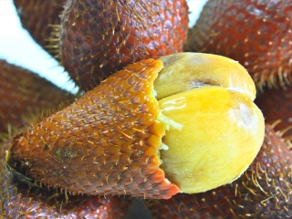 科莫多岛