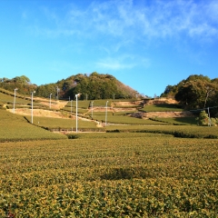 富士宫静冈茶_3837_11889
