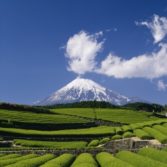 贺茂郡静冈茶_5427_21268