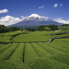 富士宫静冈茶_3837_11886
