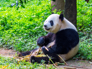 四川卧龙国家级自然保护区