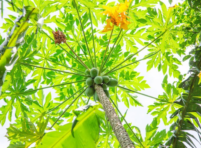 我们着看完了山间植物,也听完了这里的过往这是槟榔树,和椰子树很像的