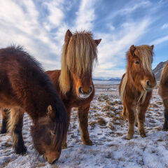 Icelandic Horse