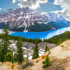 Wide angle view of Peyto lake surrounded by snow-capped mountains and trees, Alberta, Canada