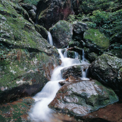 杭州临安天目山（西天目山）