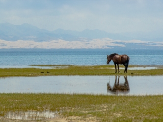 青海湖沙岛景区