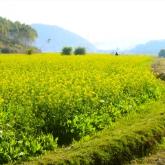 连州油菜花_9861