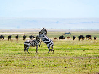 塞伦盖蒂国家公园