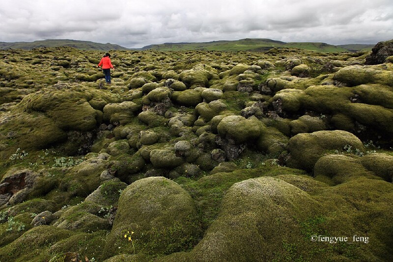 苔原                          在极地气候环境下,苔原是冰岛最普遍