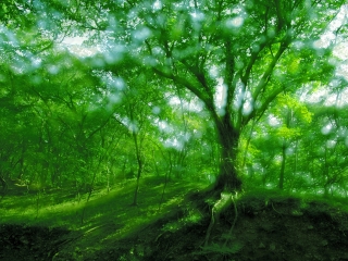 皇藏峪国家森林公园