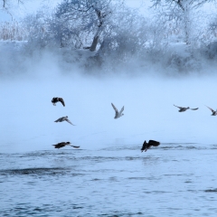 东北吉林鸭绿江上的雾凇_9109