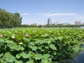 莲花池公园