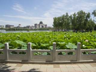 莲花池公园